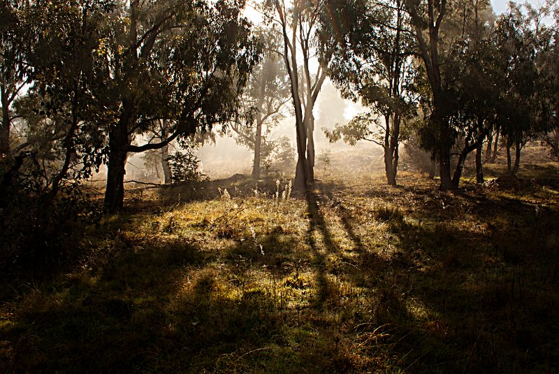morning mist2.jpg